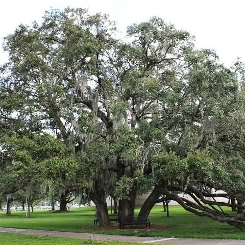 thumbnail for publication: Quercus virginiana: Southern Live Oak